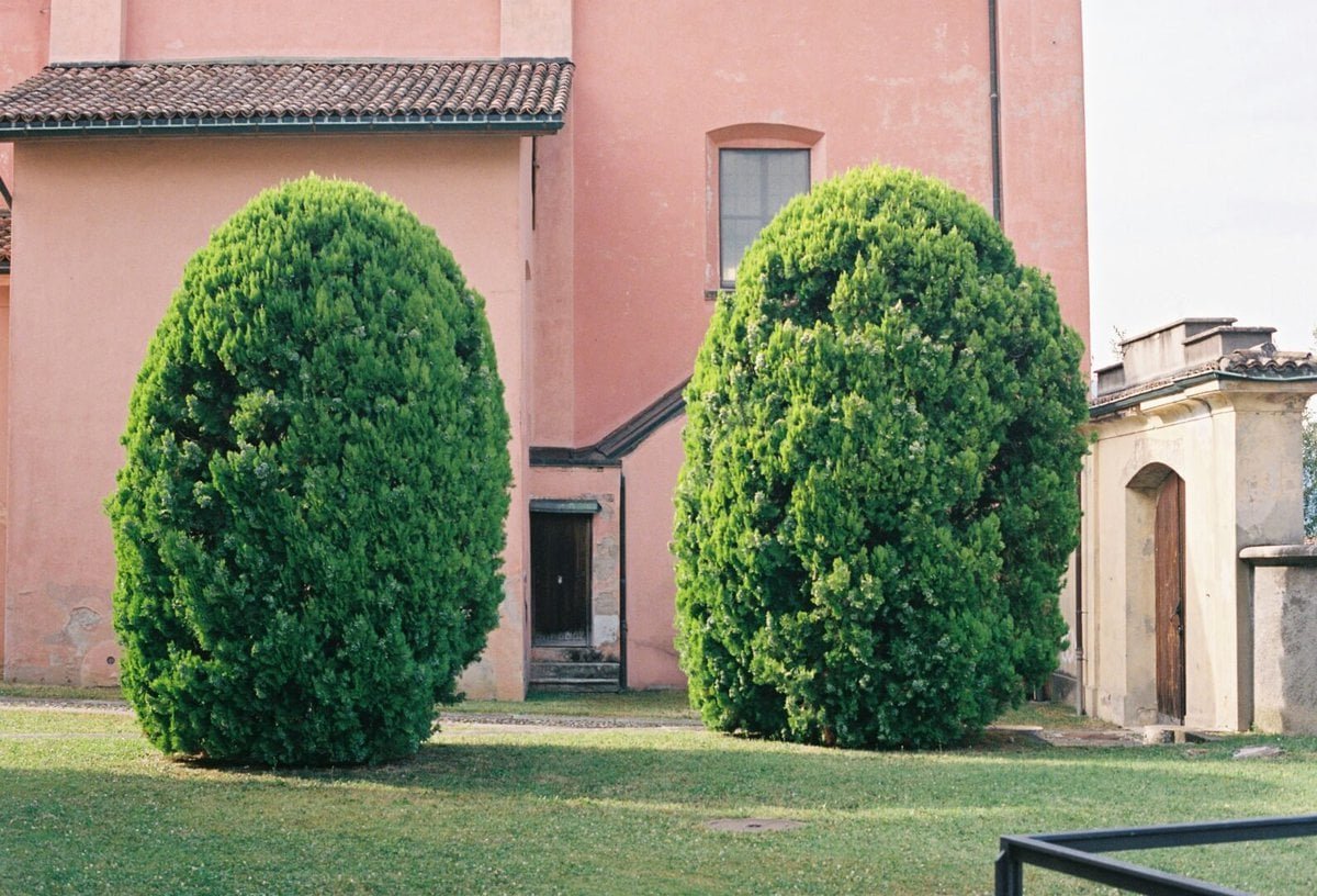 "Error común en jardinería doméstica”