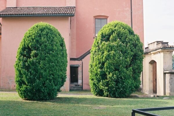 "Error común en jardinería doméstica”